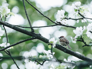 二级残疾证需要什么条件