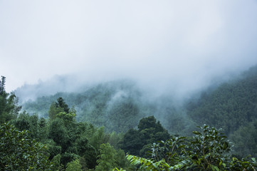 鲸鱼到底是怎样从陆地四肢动物下海进化而来？